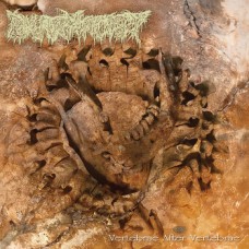 PHARMACIST - Vertebrae After Vertebrae (2026) CD